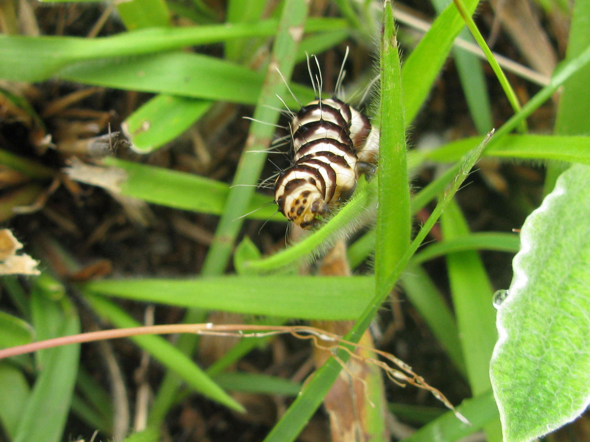 Image of Rhanidophora phedonia Stoll 1782