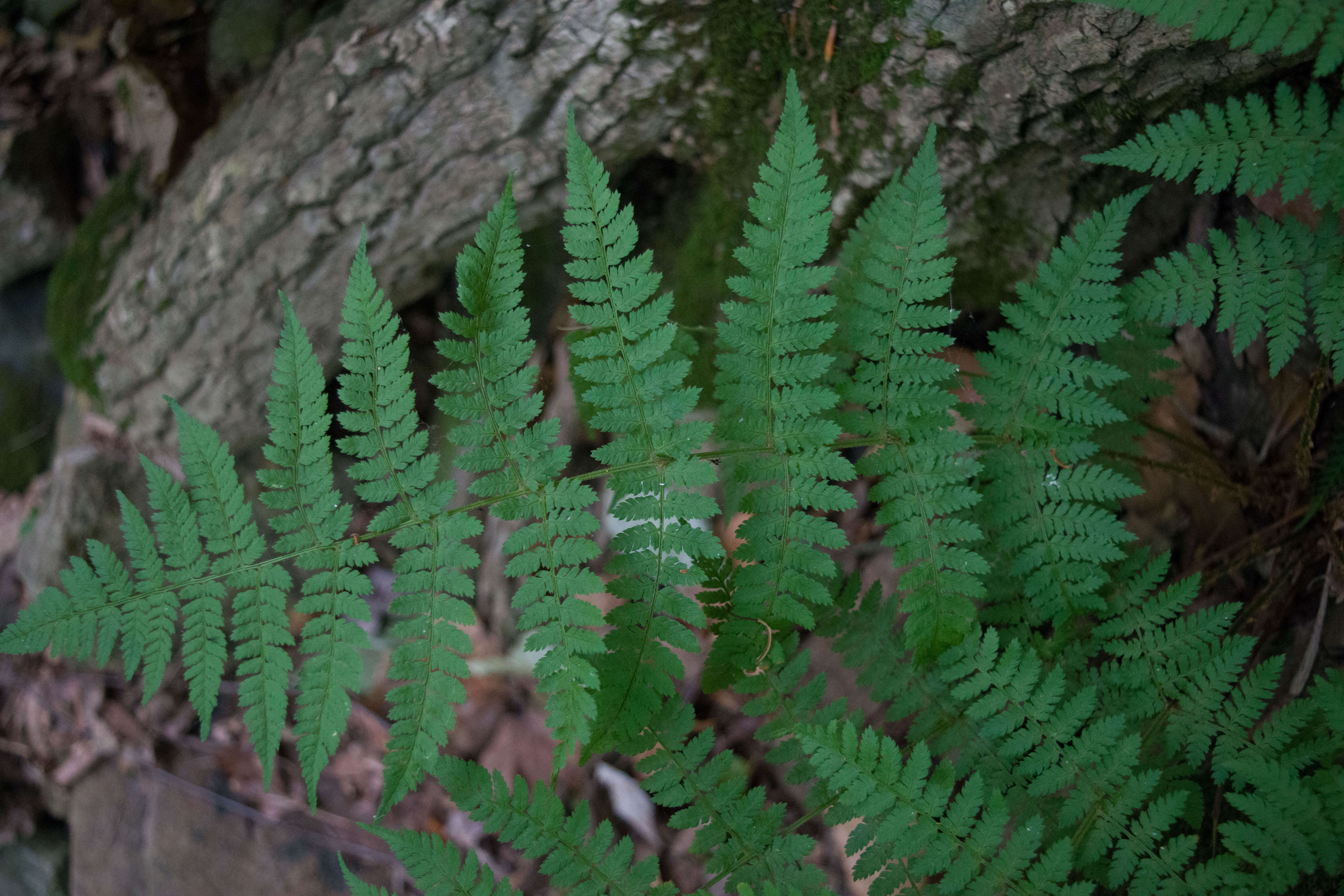 Image of narrow buckler-fern