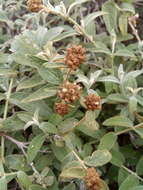 Image of Buddleja aromatica Remy