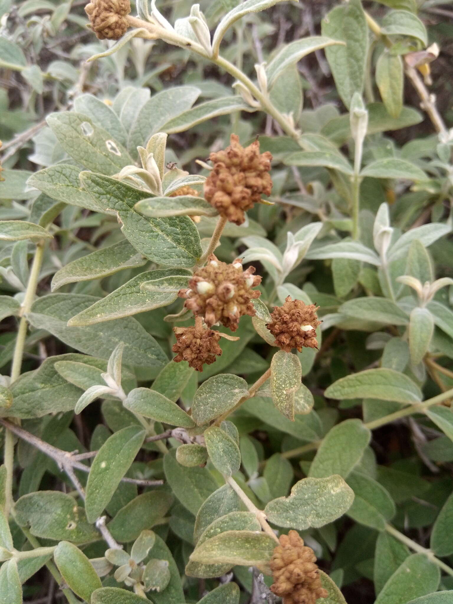 Image of Buddleja aromatica Remy