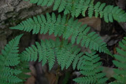 Image of narrow buckler-fern