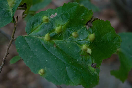 Imagem de Hamamelis virginiana L.