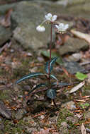 Image of striped prince's pine