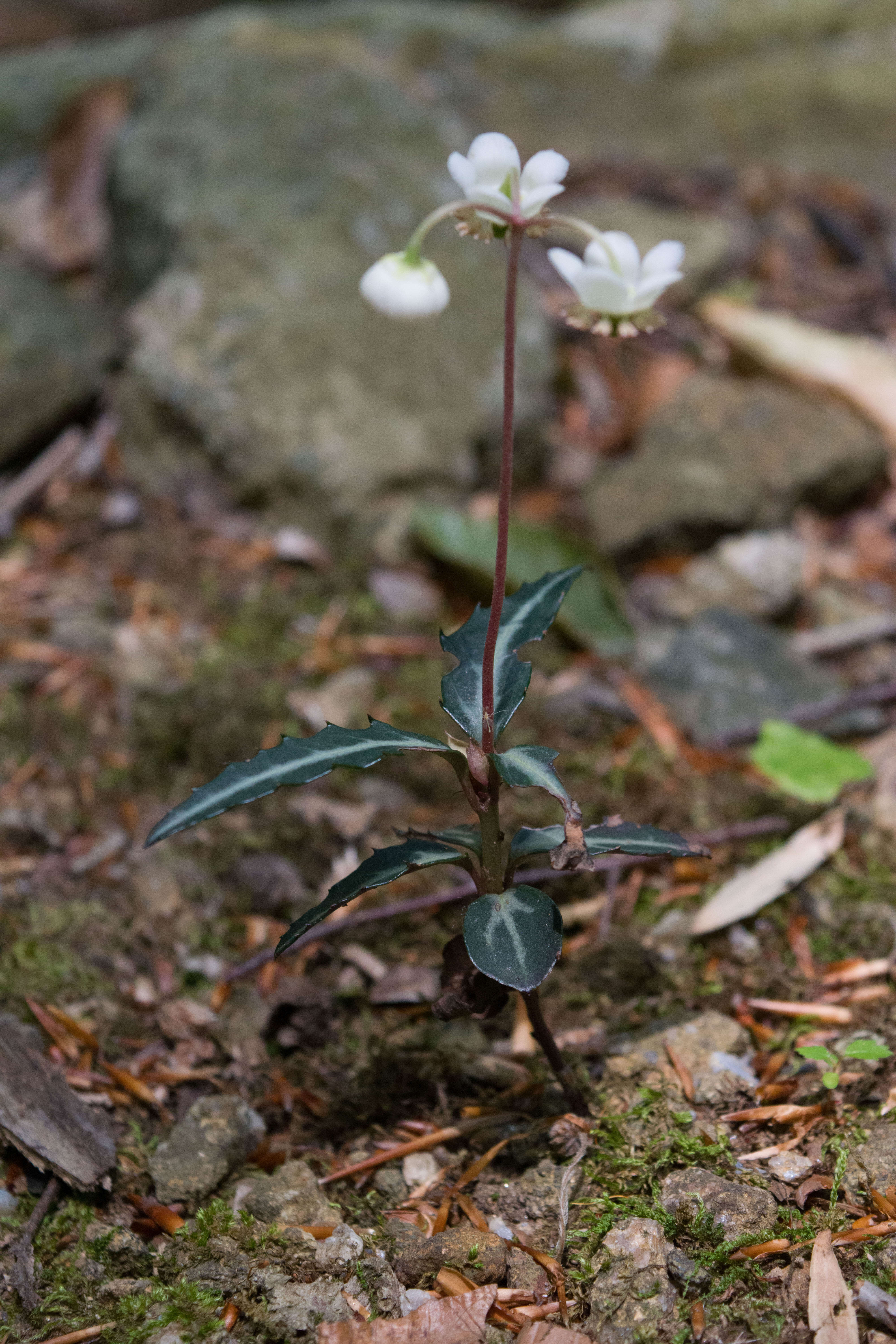 Image of striped prince's pine