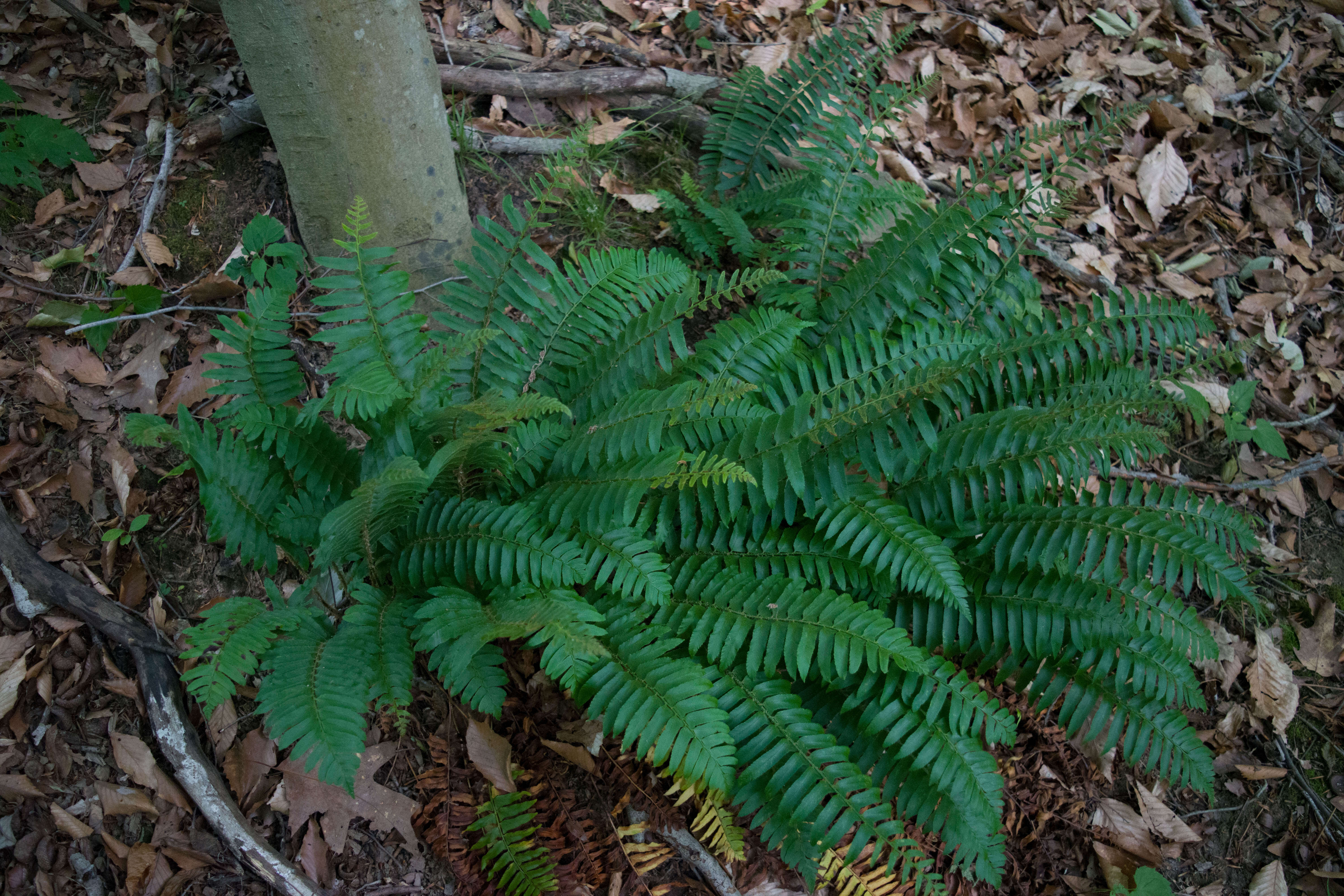 Image of Christmas fern