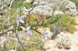 Image of Acanthogilia gloriosa (Brandegee) A. G. Day & R. Moran