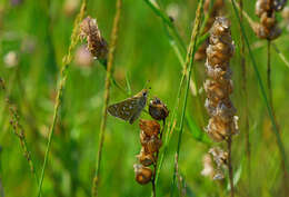 Image of Common Branded Skipper