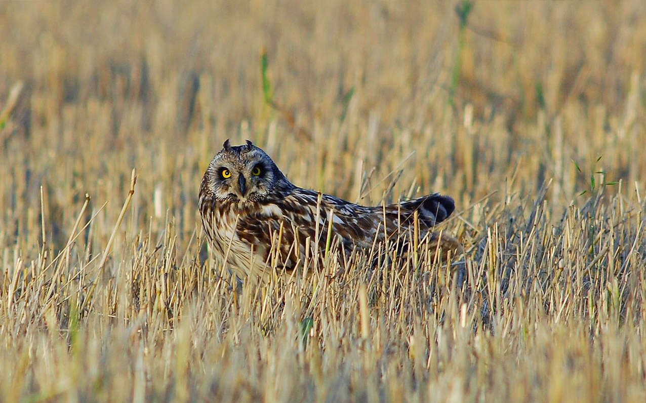 Image de Hibou des marais