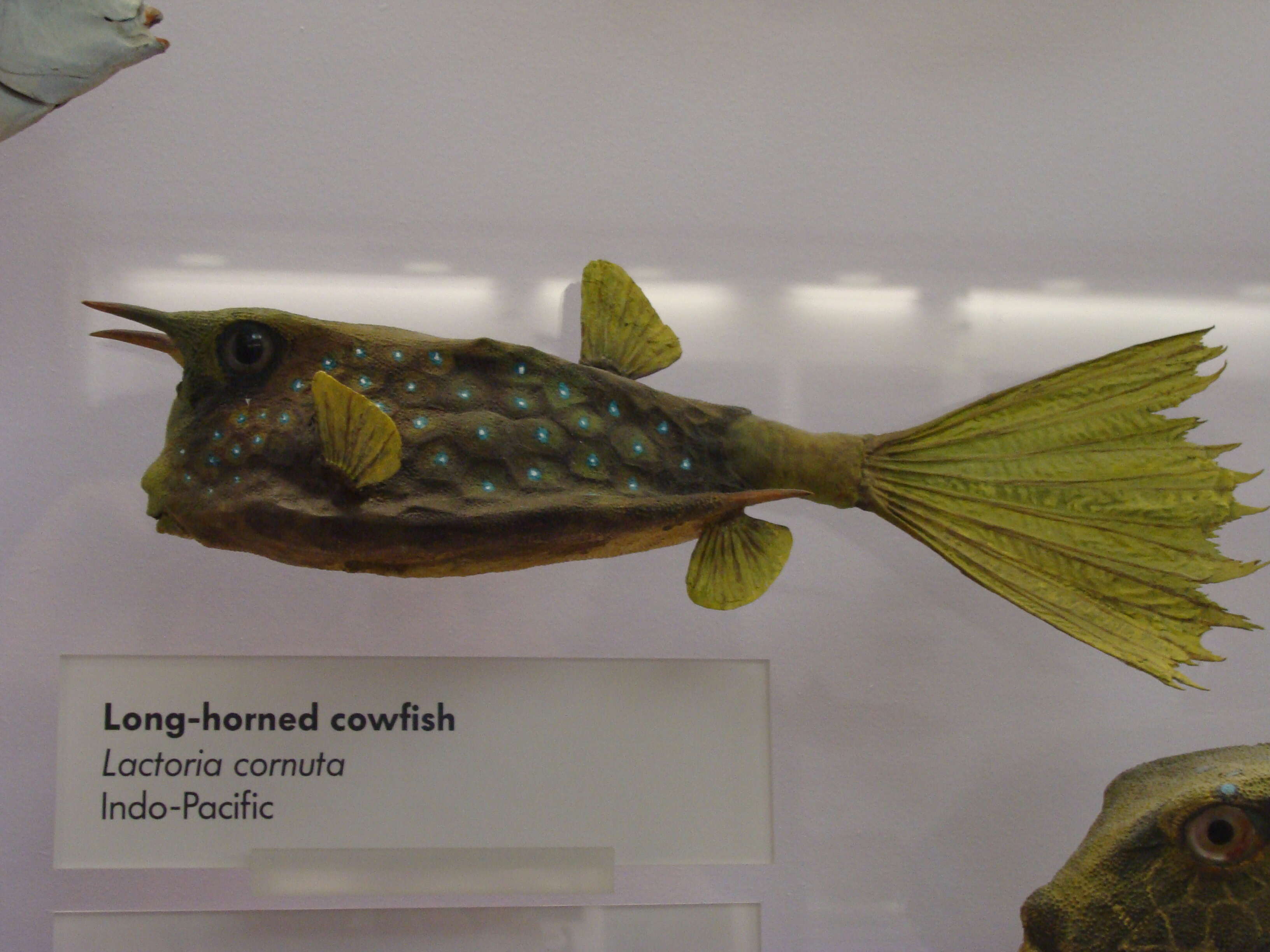 Image of Longhorn cowfish