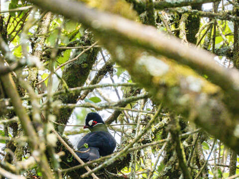 Image of Hartlaub's Turaco