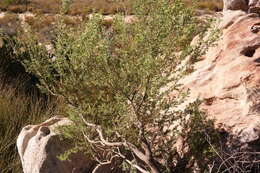 Image of Aspalathus rugosa Thunb.