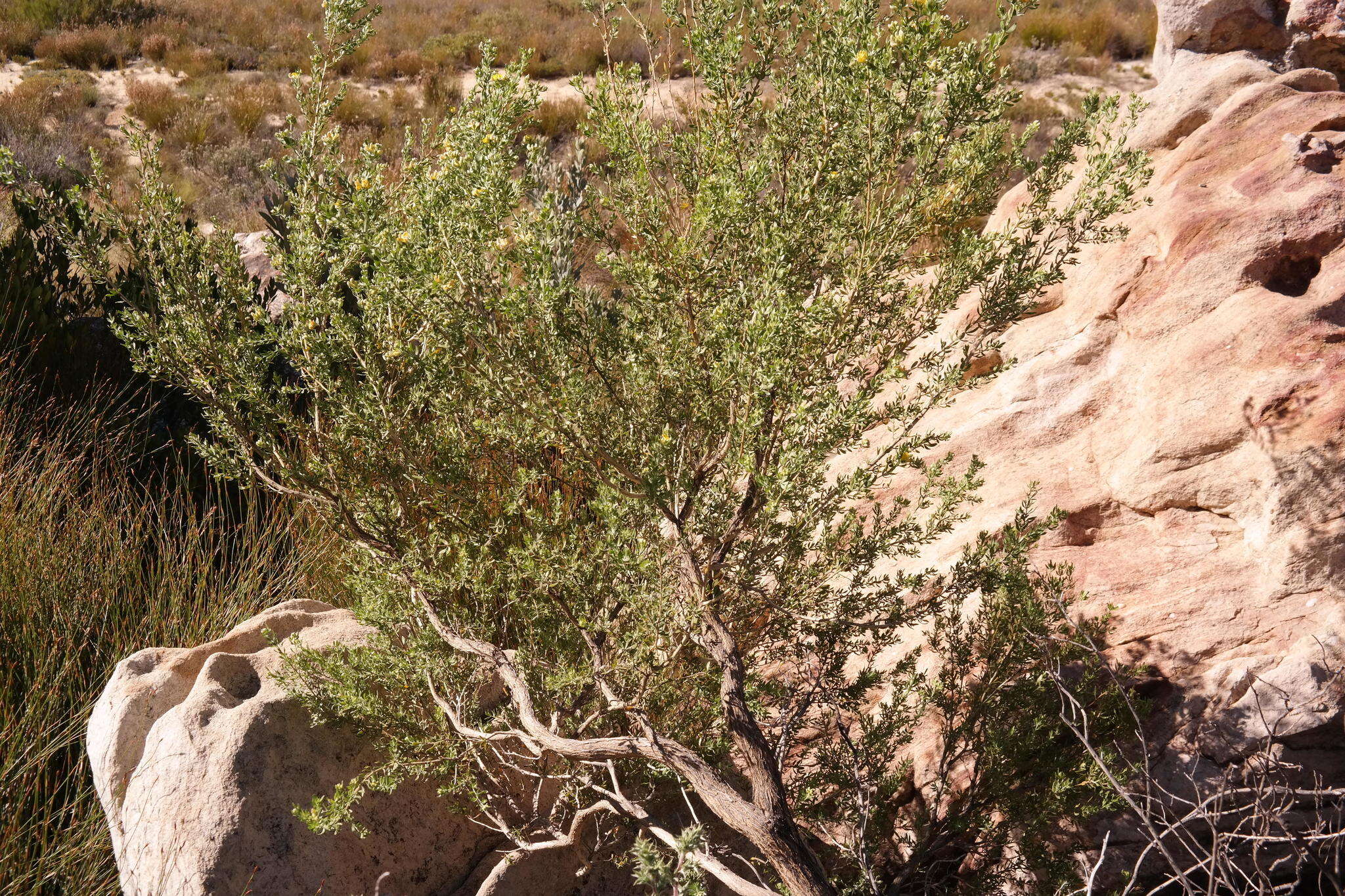 Image of Aspalathus rugosa Thunb.