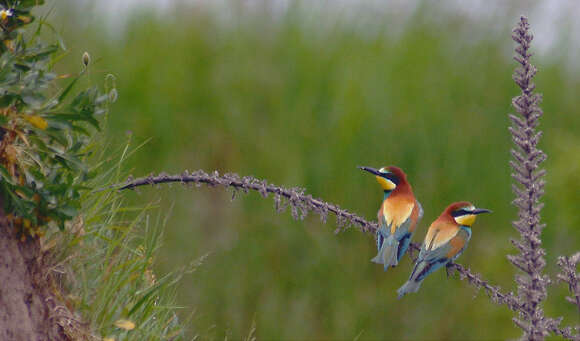 Image of bee-eater, european bee-eater