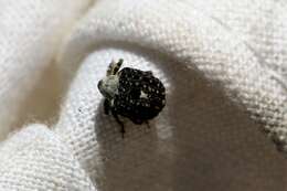 Image of Figwort weevil