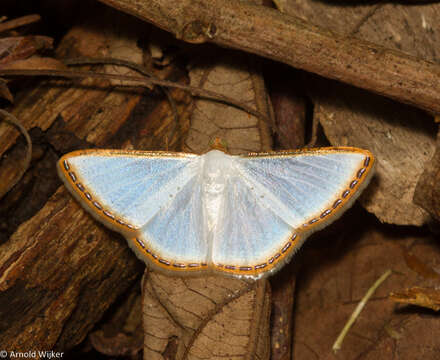 Image of Leuciris fimbriaria Stoll 1781