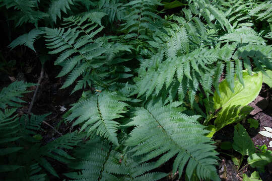 Image of Dryopteris goldieana