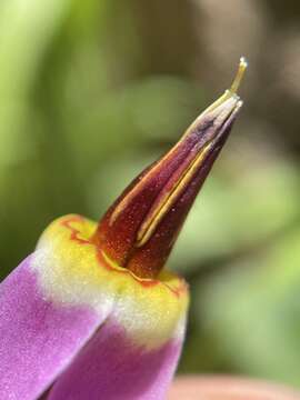 Plancia ëd Dodecatheon utahense (N. H. Holmgren) Reveal