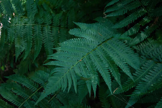 Image of Dryopteris goldieana