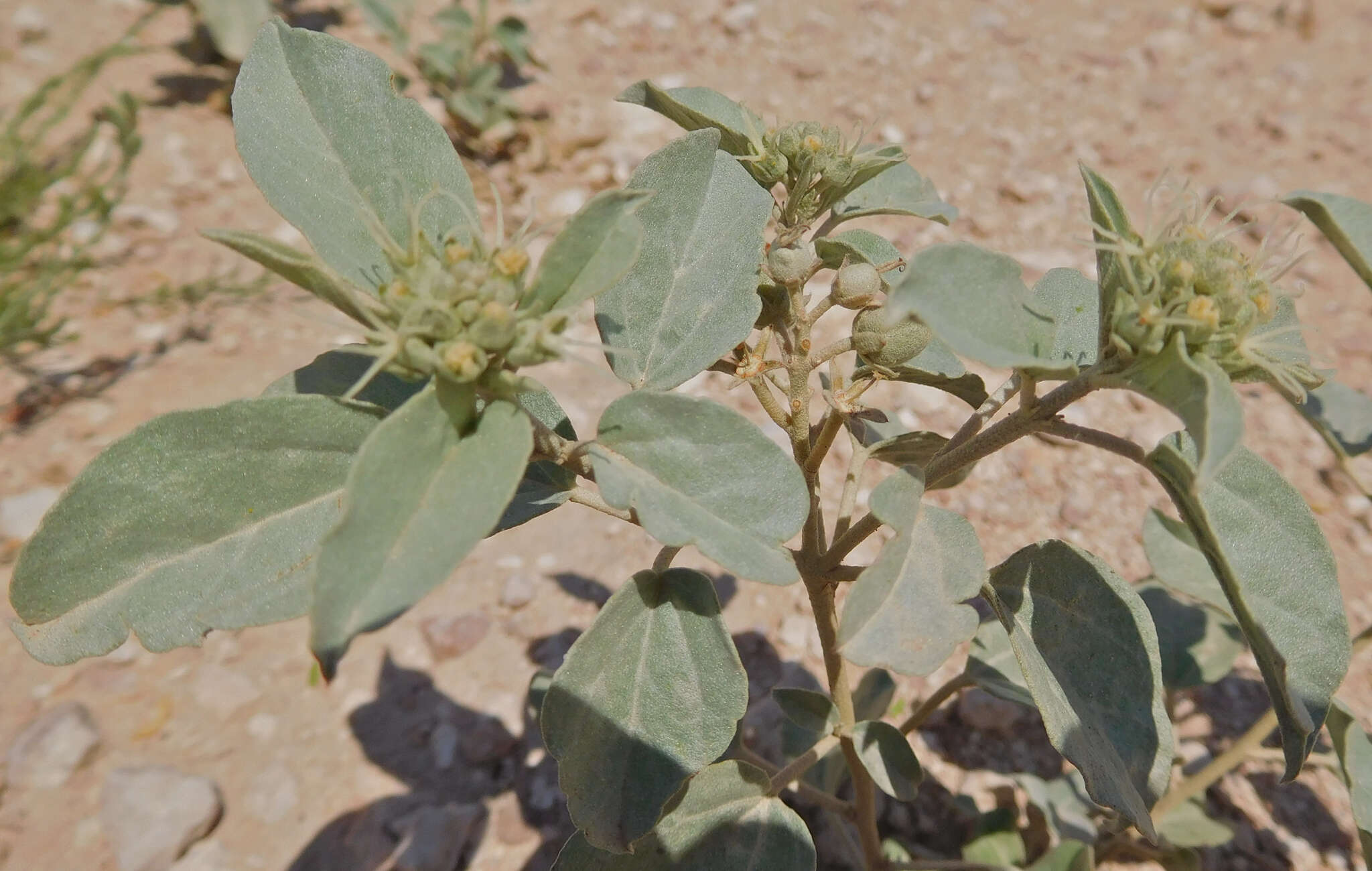 Sivun Croton pottsii (Klotzsch) Müll. Arg. kuva