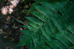 Image of Dryopteris goldieana