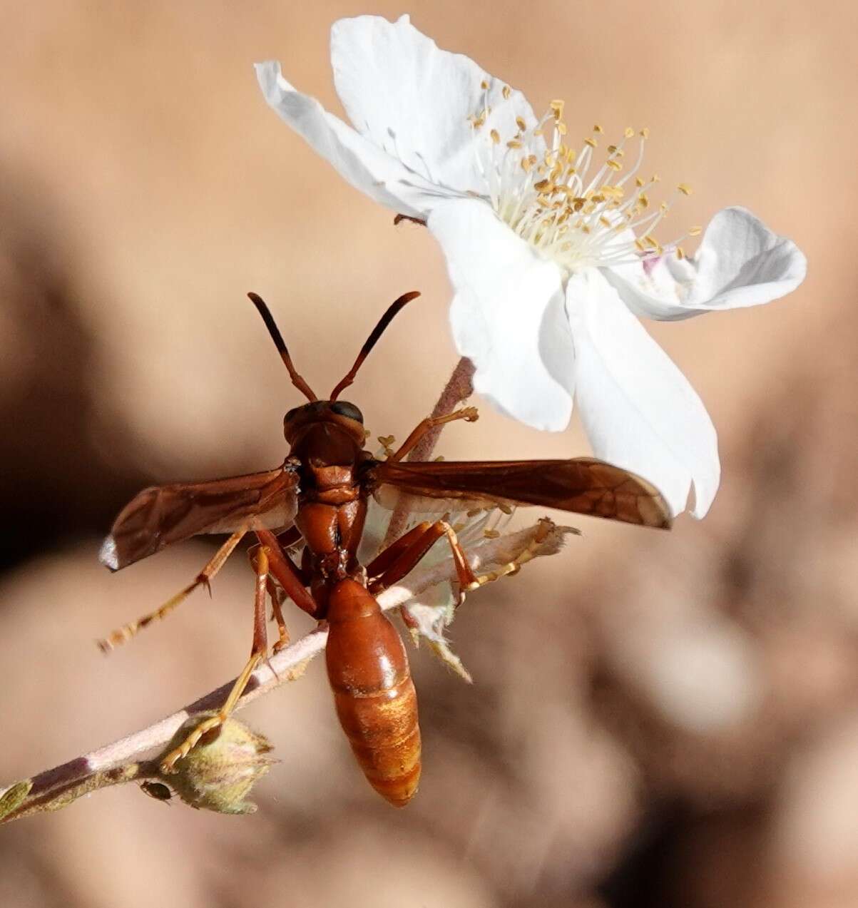 Image of Polistes kaibabensis Hayw. 1932