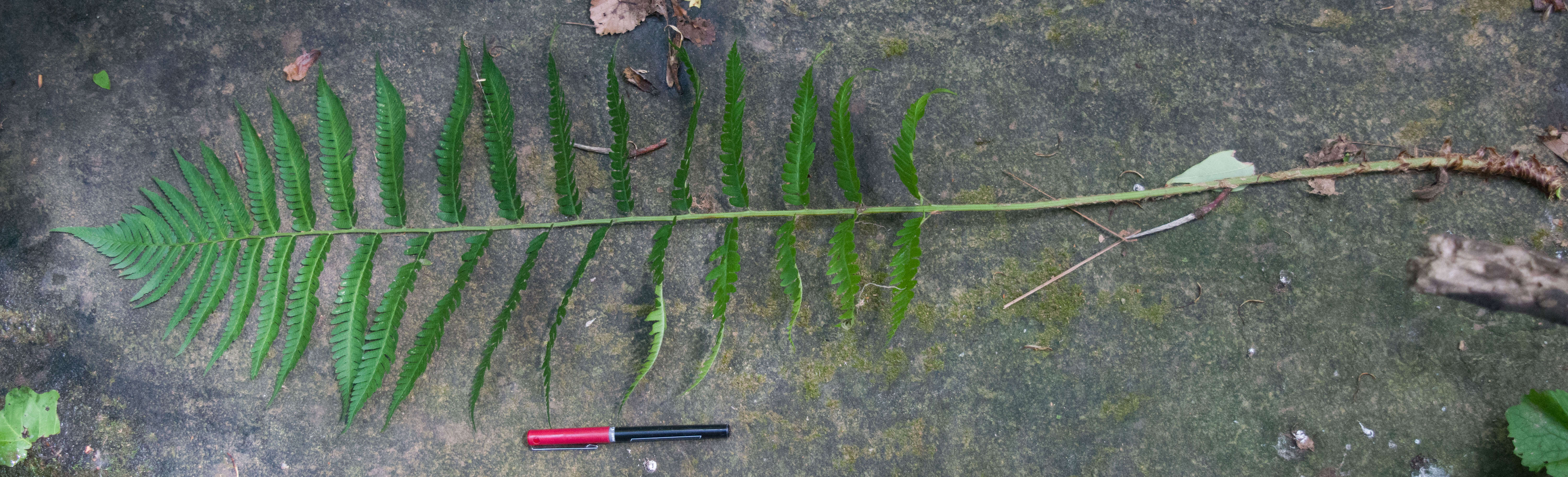 Image of Dryopteris goldieana