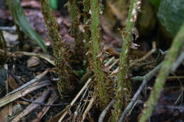 Image of Dryopteris goldieana