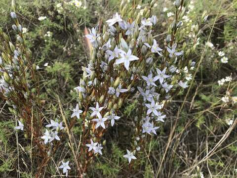 Image of lomatogonium