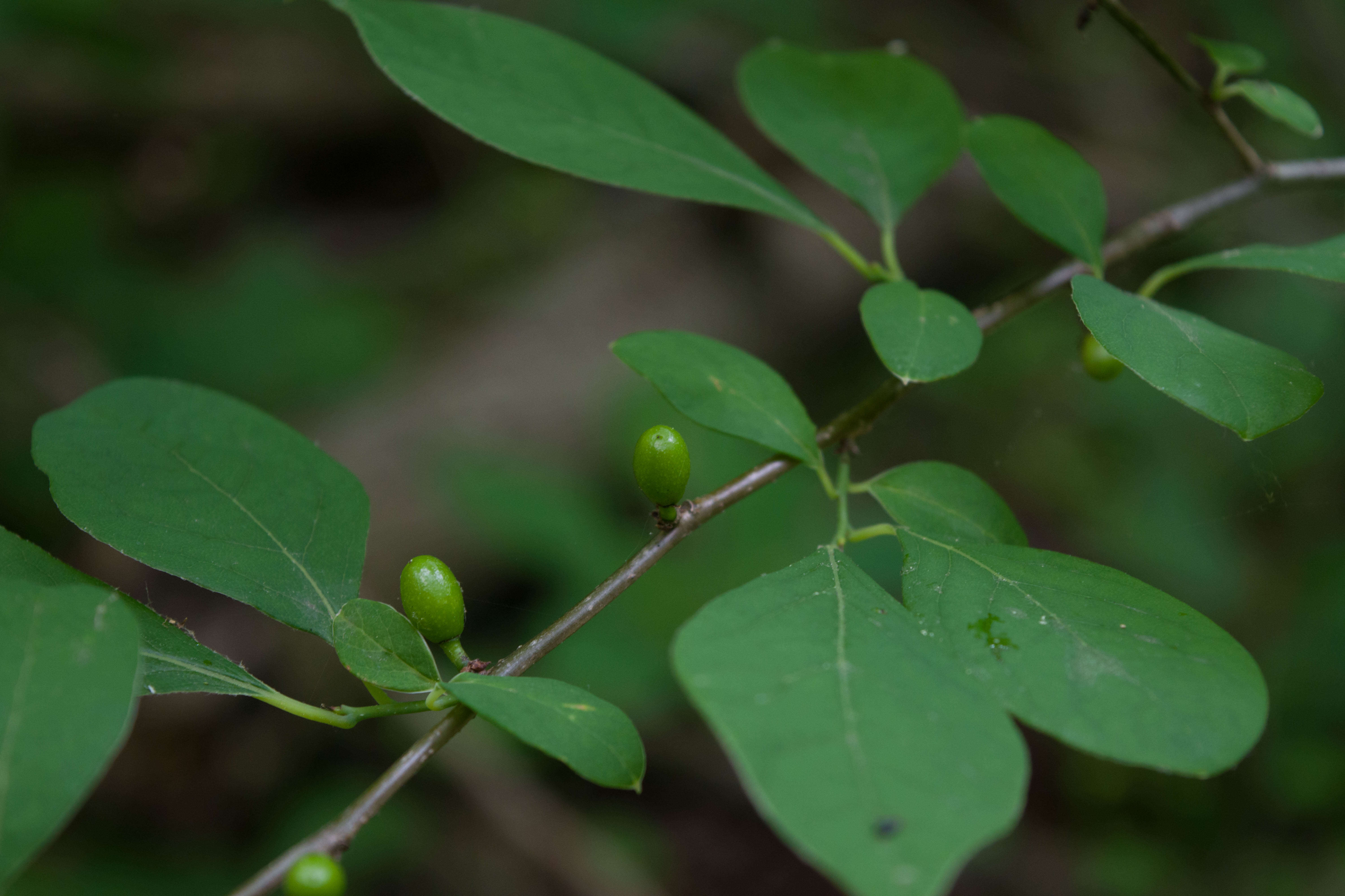 Image of northern spicebush