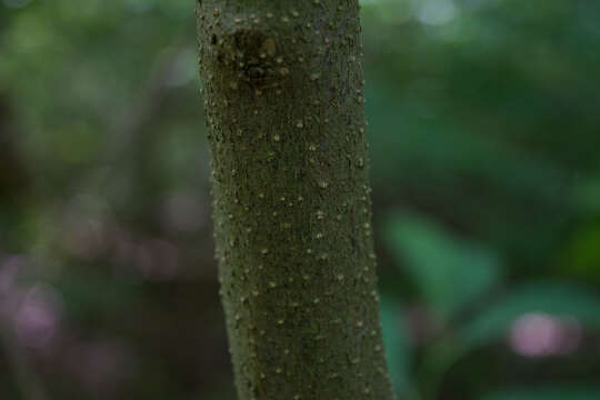 Image of northern spicebush