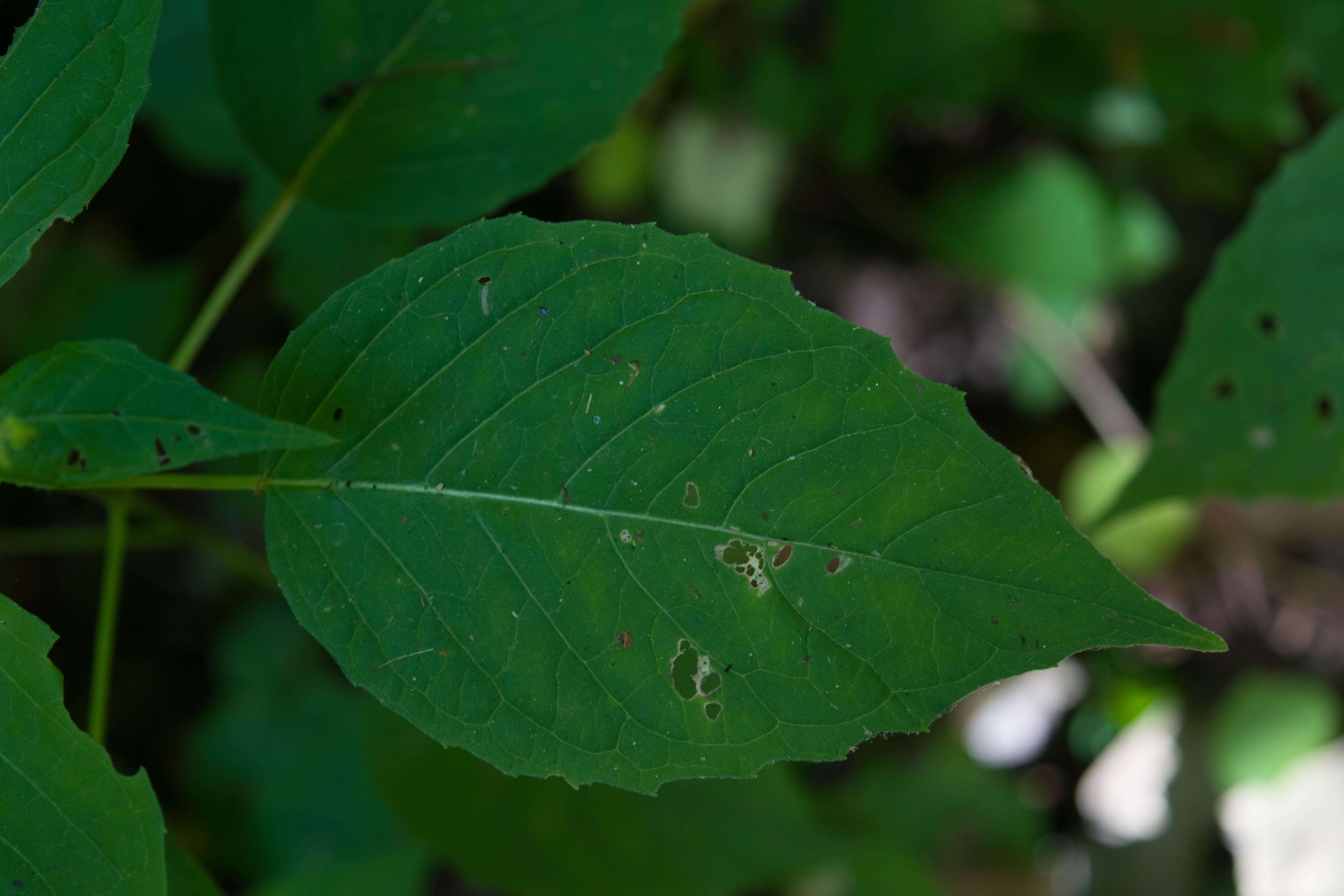 Image of broadleaf enchanter's nightshade