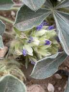 Image of beaver Indian breadroot