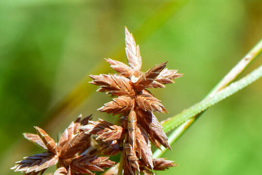 Image of Javanese flatsedge