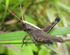 Image of Agriacris aequatoriana (Bolívar & I. 1909)