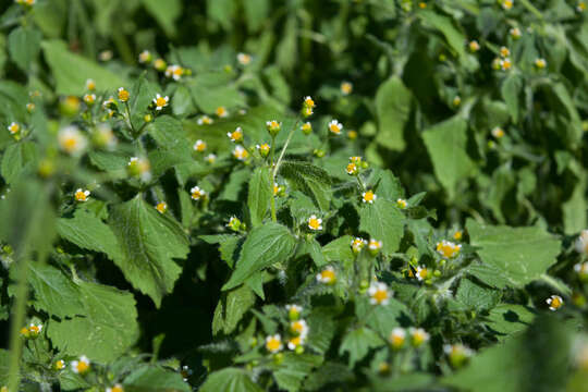 Image of shaggy soldier