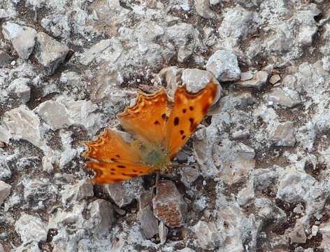 Image of Polygonia egea Cramer 1779