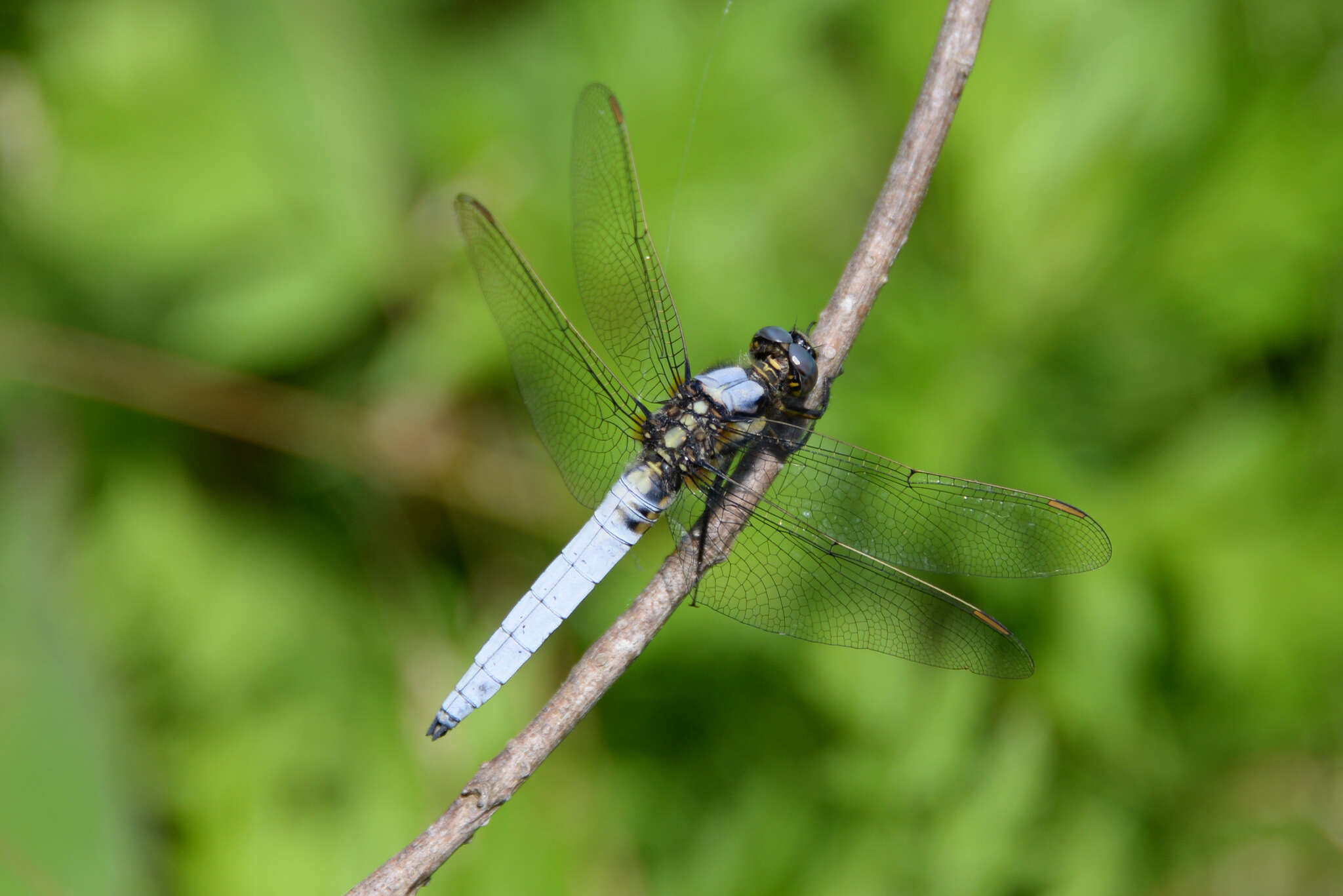 Imagem de Orthetrum japonicum (Uhler 1858)