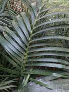 Image of Areca Palm