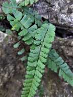 Adiantum ciliatum Bl.的圖片