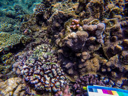 Image of hedgehog coral