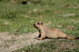 Image of Himalayan Marmot