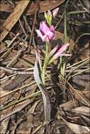 Image of Thelymitra hiemalis D. L. Jones & M. A. Clem.