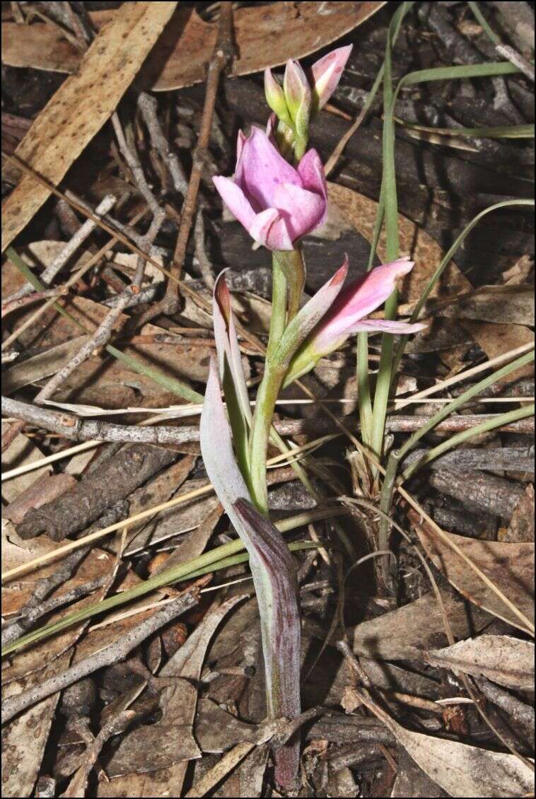 Image of Thelymitra hiemalis D. L. Jones & M. A. Clem.