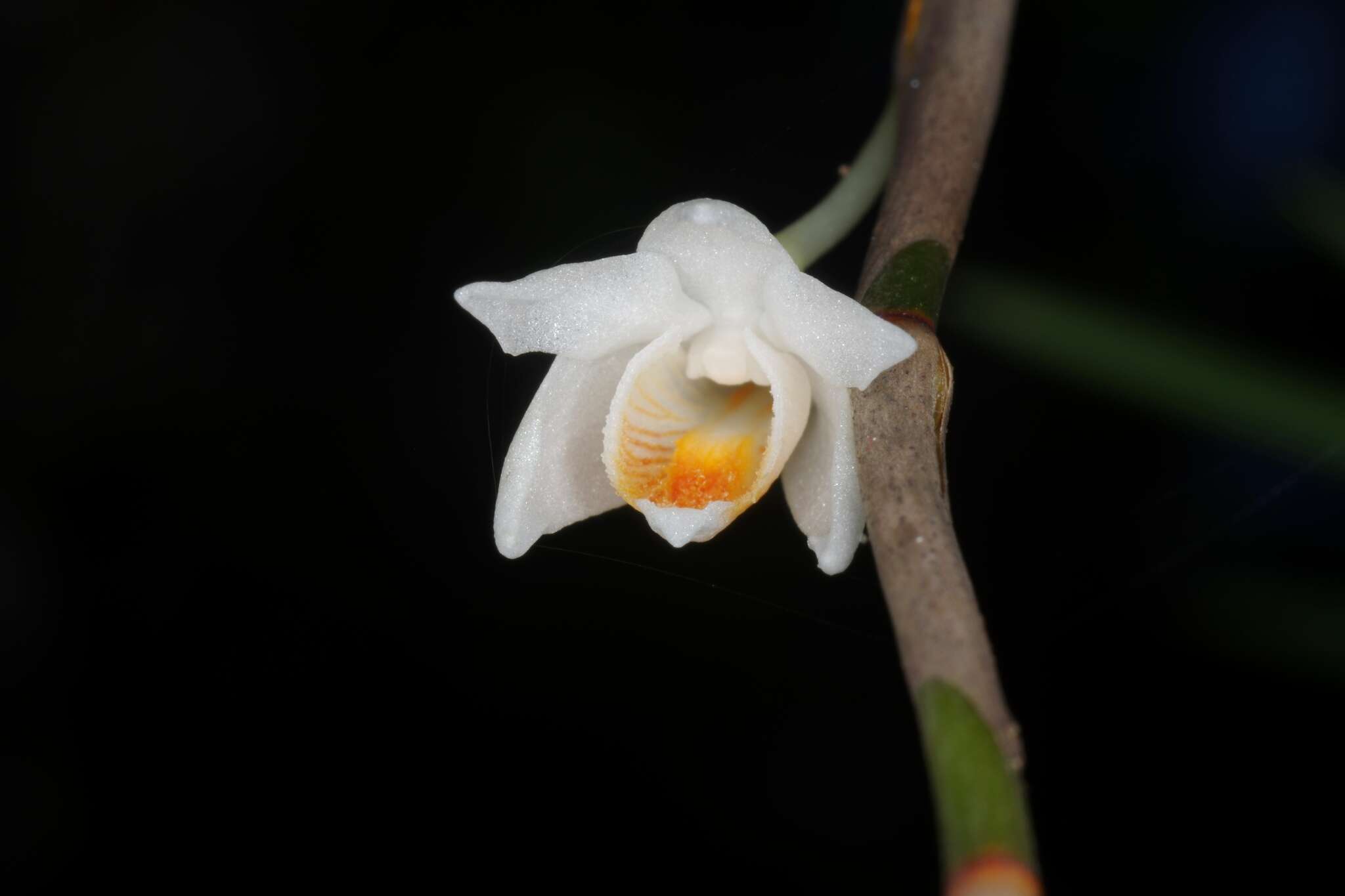 Sivun Dendrobium singaporense A. D. Hawkes & A. H. Heller kuva