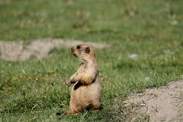 Image of Himalayan Marmot