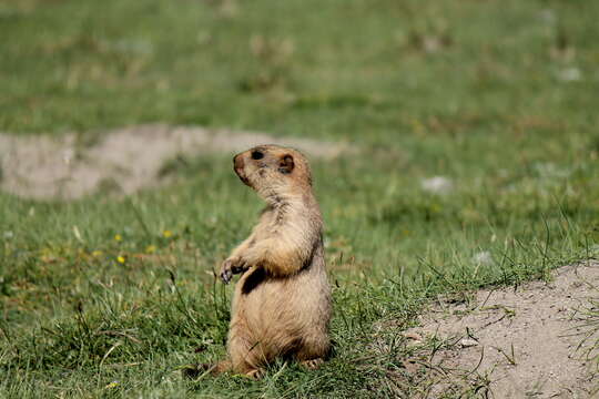 Image of Himalayan Marmot