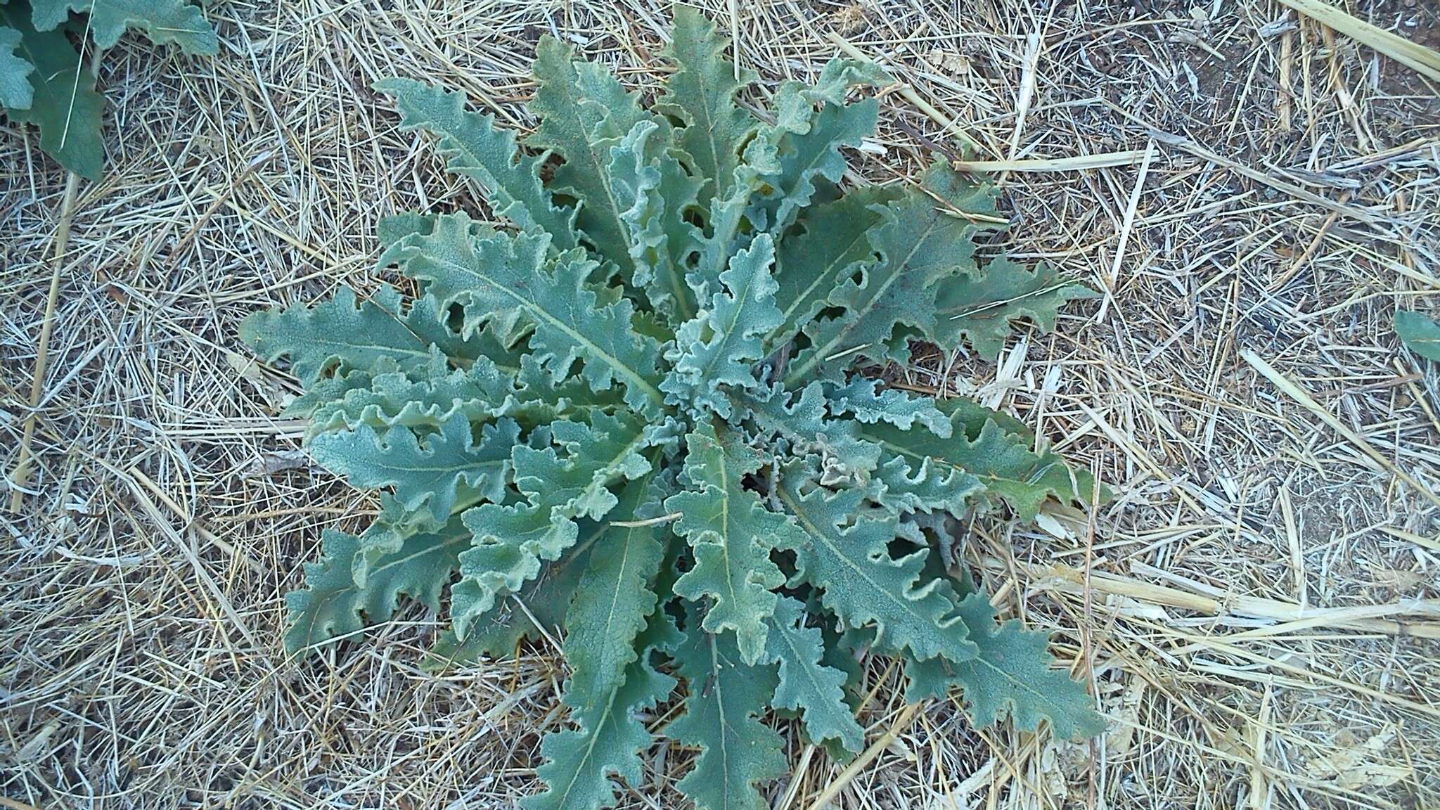 Sivun Verbascum sinuatum L. kuva