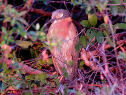 Image of White-backed Night Heron