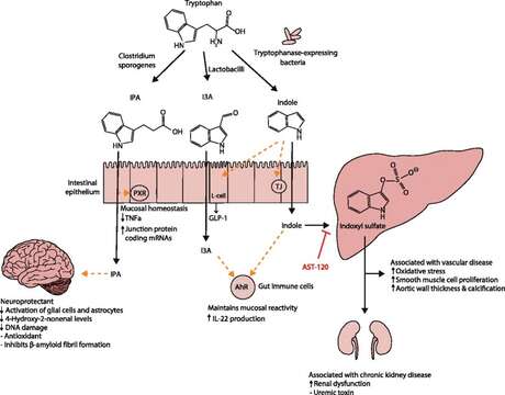 Lactobacillus Beijerinck 1901 resmi