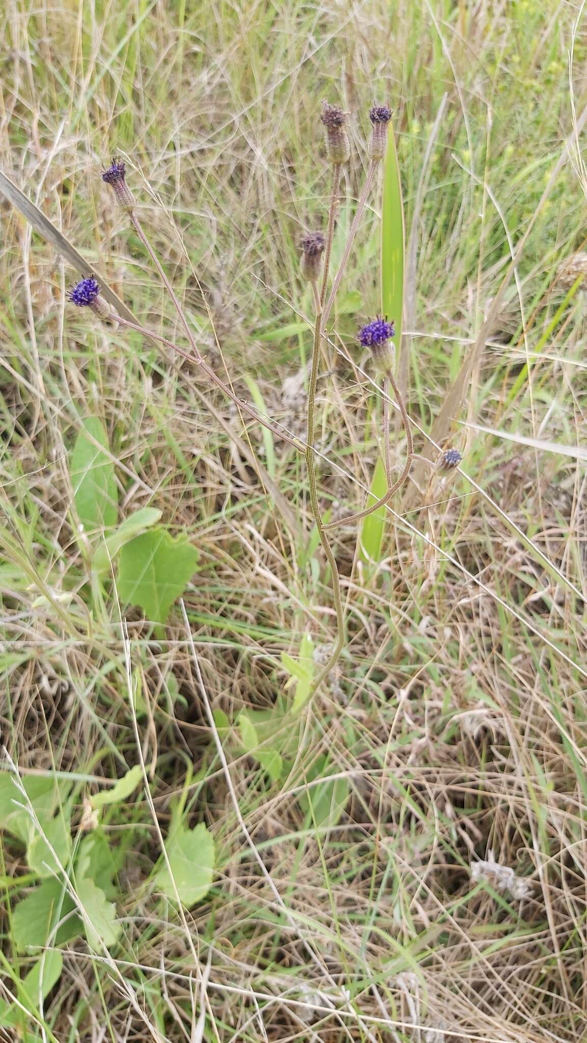 Sivun Senecio variabilis Sch. Bip. kuva